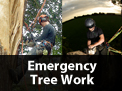 /services/emergency-tree-work/