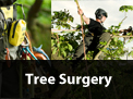 /services/tree-surgery/